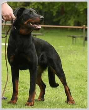 Leann chayenne de la Fiere Maison | Beauceron 