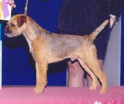 Meadowlake Devil's Brew | Border Terrier 