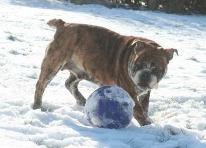 Lucienne's Rikke | Olde English Bulldogge 