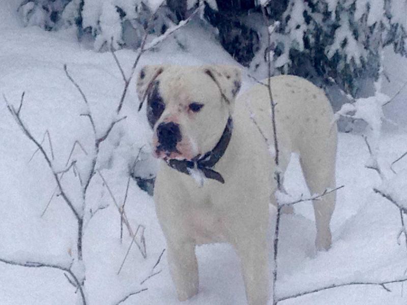 TM`s northern AB`s Coon Hunter | American Bulldog 