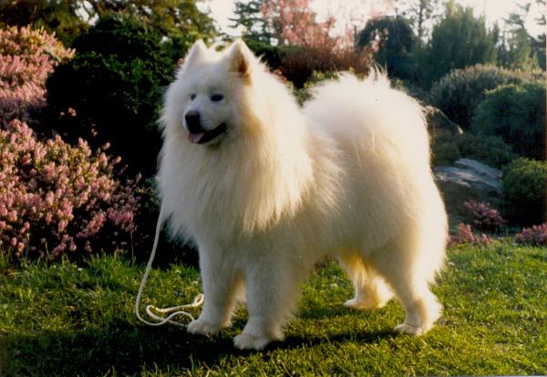 Kenobi's Darth Vader | Samoyed 