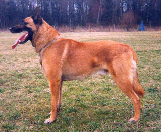 Achal Slavicí hnízdo | Belgian Malinois 