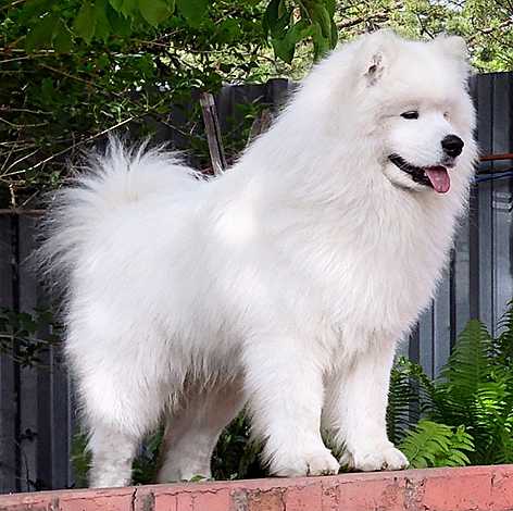 LORD NORD Zhan Pol | Samoyed 