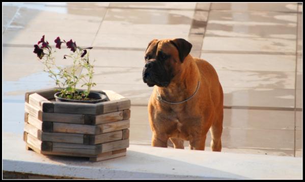 Caneguardiano Ghost Rider | Bullmastiff 