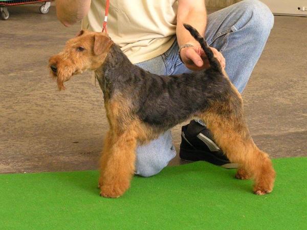 Dream West-Fox | Welsh Terrier 