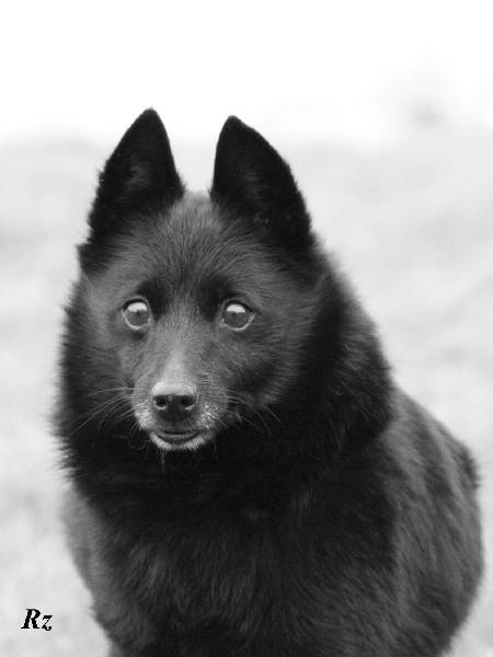 Rhyndiss Du domaine d'elsinore | Schipperke 