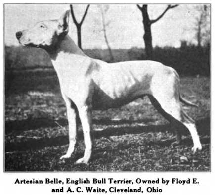 Artesian Belle | Bull Terrier 
