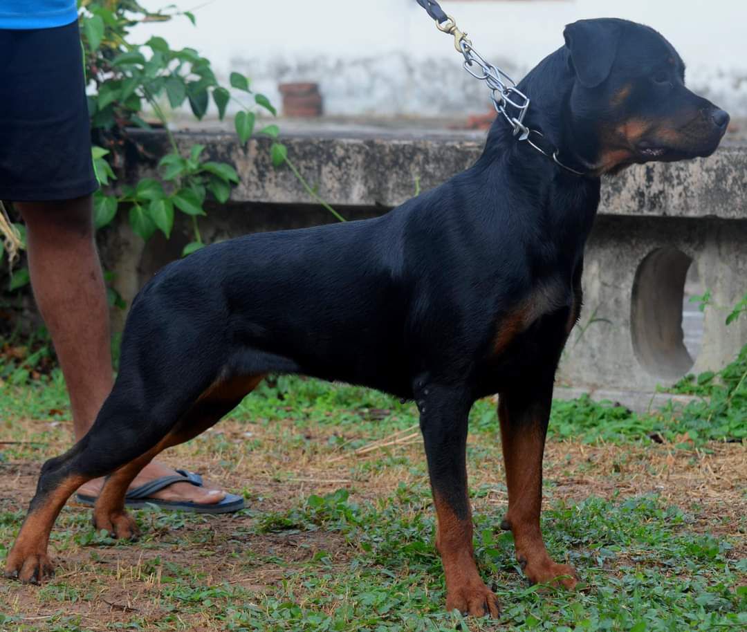 Sibani's Hezel | Rottweiler 