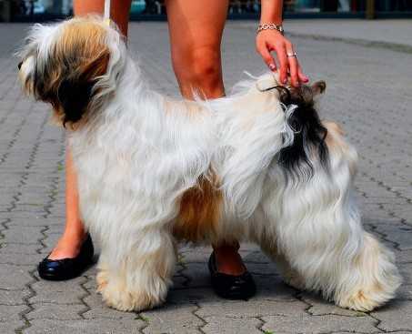 Cloudbuster Passion Prince | Tibetan Terrier 