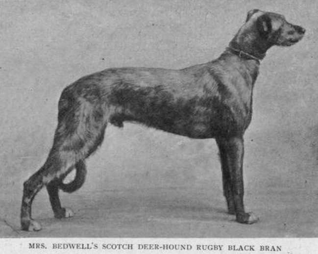 Rugby Black Bran (Mrs Bedwell's) | Scottish Deerhound 