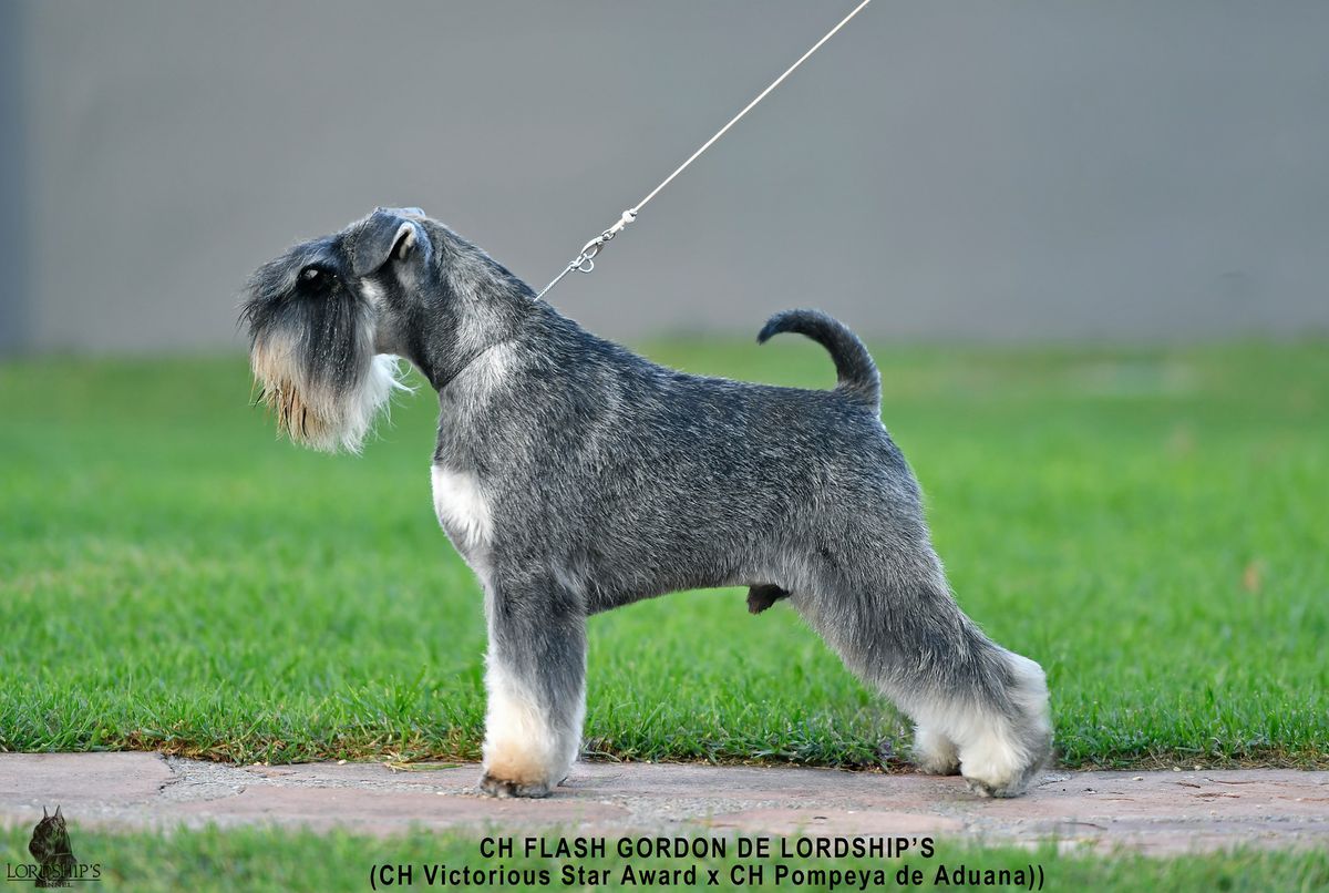 FLASH GORDON DE LORDSHIP'S | Miniature Schnauzer 