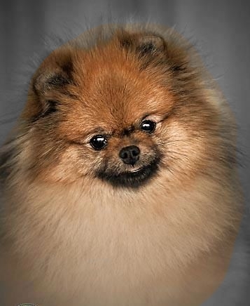 Sweetwaters WannaBe Tuff | Pomeranian 