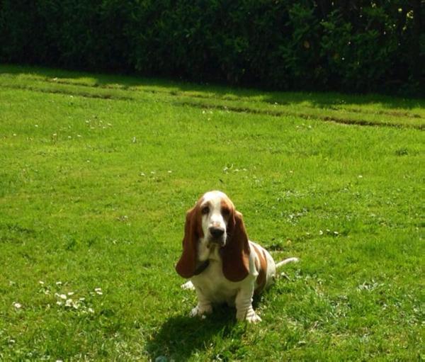 Isabel la Catolica STC Metro ( Kuorii ) | Basset Hound 