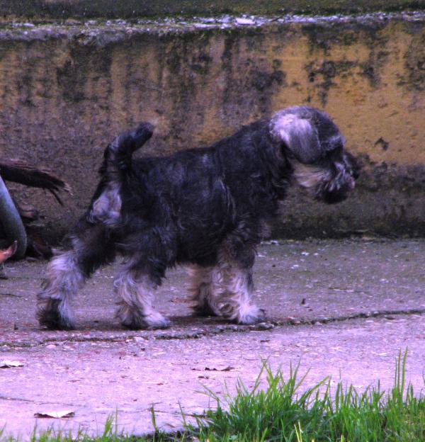 Mio de Peñafiel | Miniature Schnauzer 