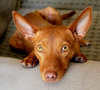 Andalusian Podenco