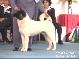 Von Alov Zamo | Akita 