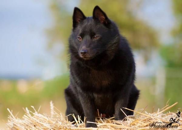 Brennus d'Aquila Meldensis | Schipperke 