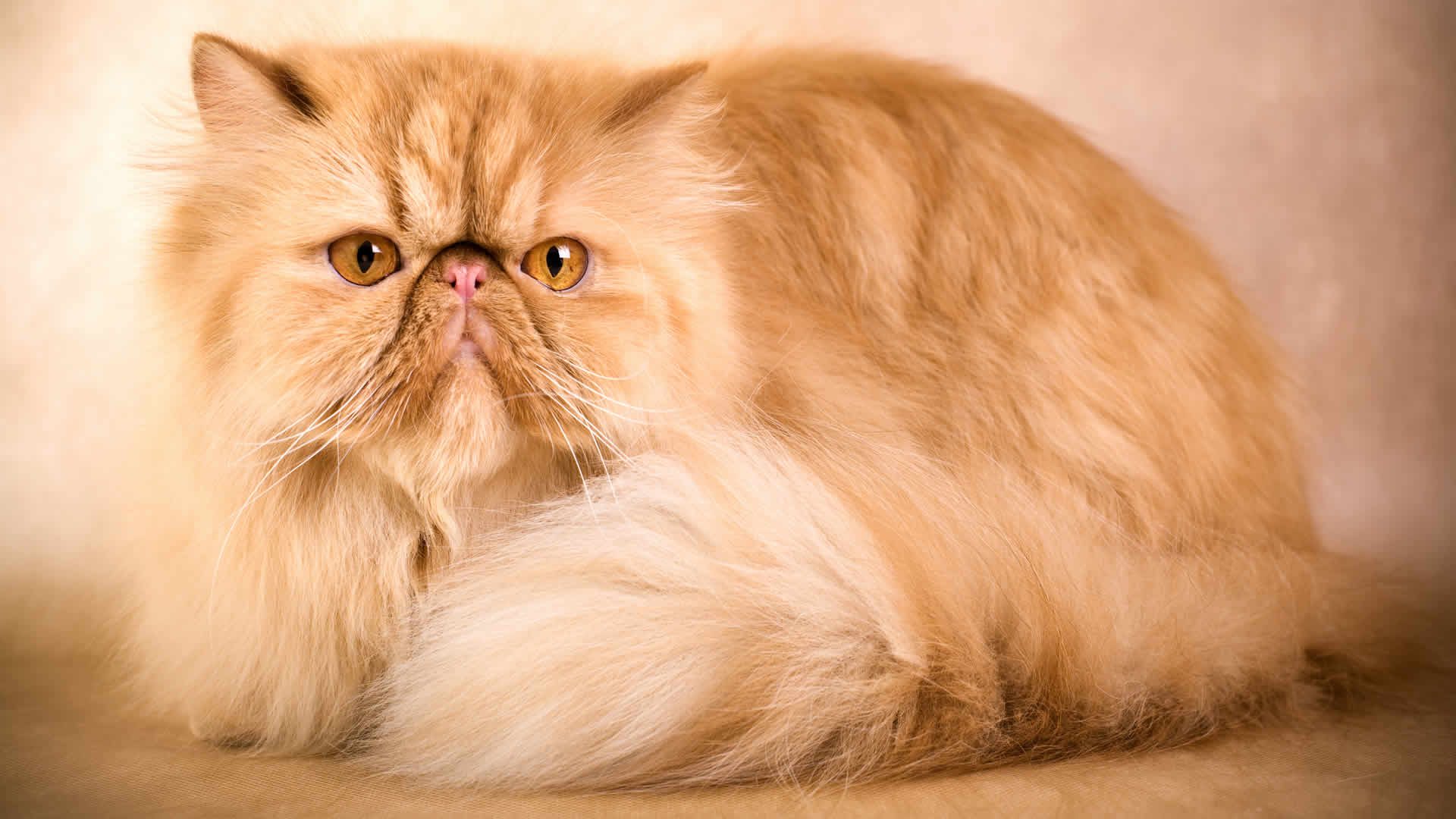 Persian (traditional)