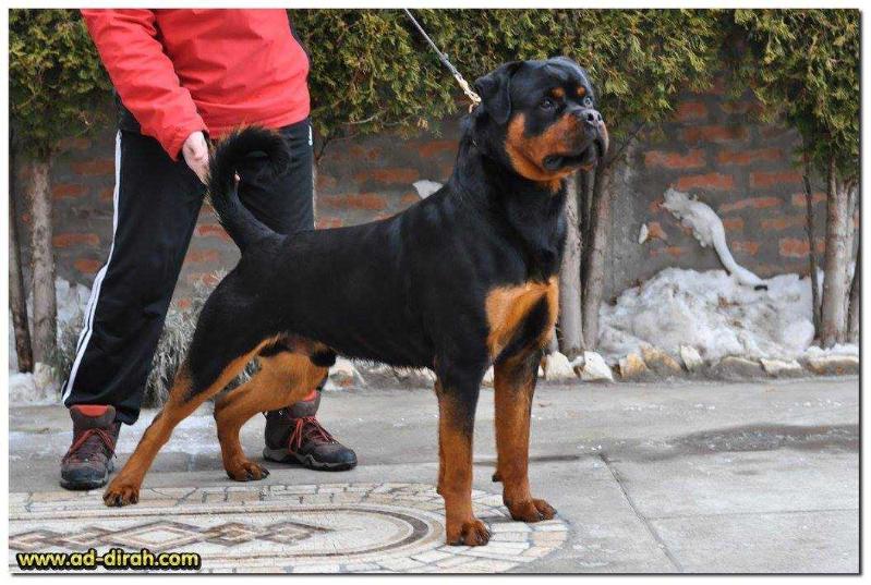 Quick von der Crossener Ranch II | Rottweiler 