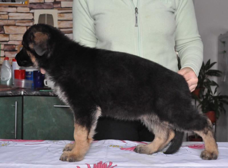 Ros Asterisk Neiva | German Shepherd Dog 