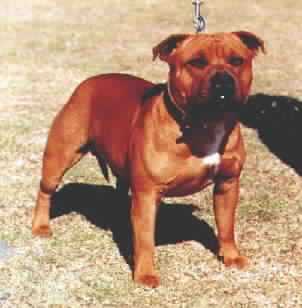 Bellajani Red Ace | Staffordshire Bull Terrier 