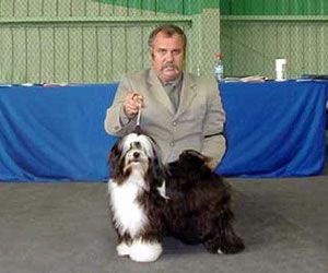 ARAKI PICK UP A PENGUIN AT AFTERGLOW | Tibetan Terrier 