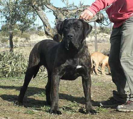 Cala de Naraclan | Perro de Presa Canario 