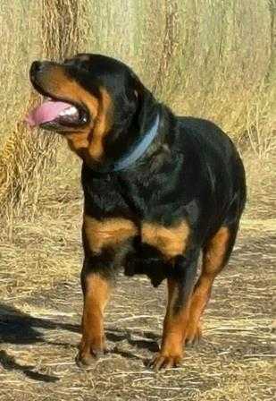 Izzy Ashmore | Rottweiler 