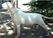 Moori de Lord Bull | Bull Terrier 