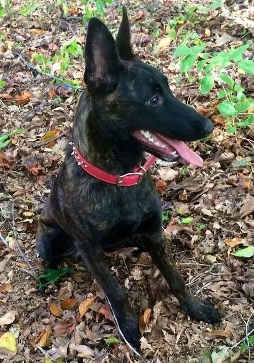 Twinpath Noraboraalice | Dutch Shepherd 