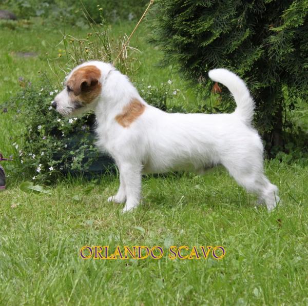 Orlando SCAVO (FCI) | Jack Russell Terrier 