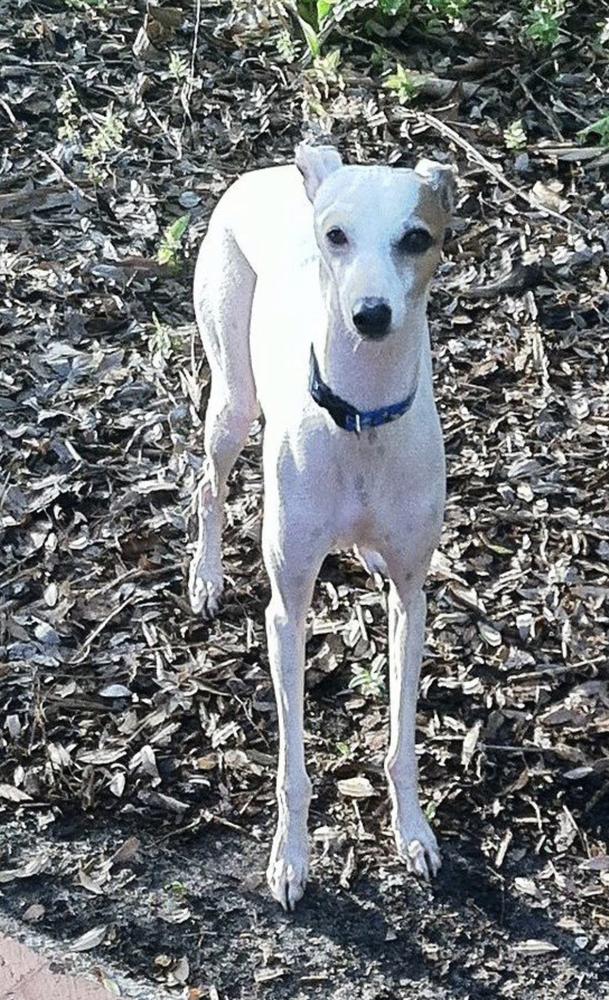 Wynson Patch Of Light At Rhondies | Italian Greyhound 