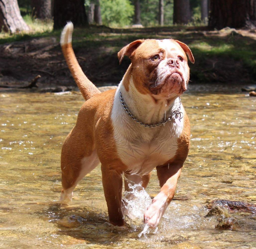 ENERGYBULLS ELISABETH BÁTHORY | American Bulldog 