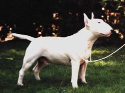 Camquest Theo Sylvander Aricon | Bull Terrier 