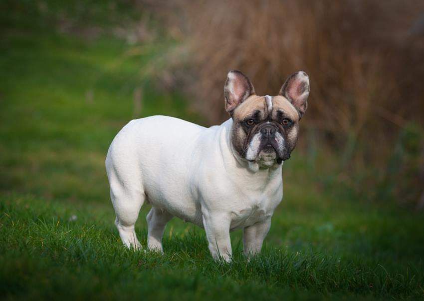 Vitabull Alice | French Bulldog 