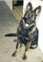 Gibsy von der Old Lady | German Shepherd Dog 