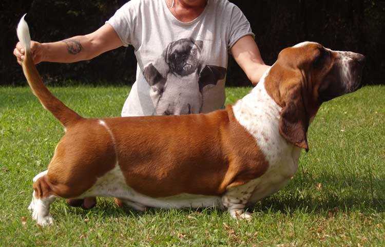 Franbar's Bonfire | Basset Hound 