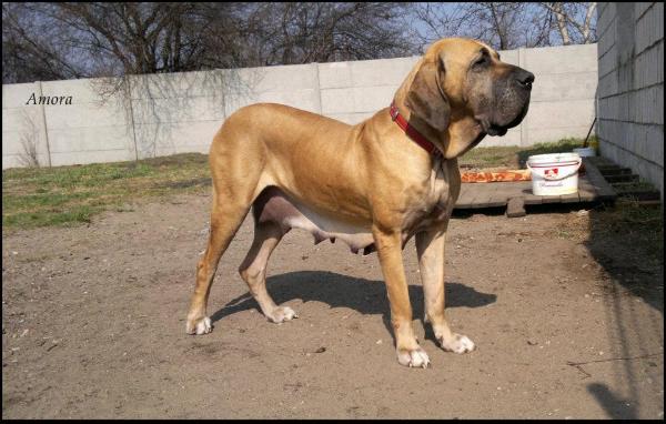 Amora Rio grande | Fila Brasileiro 