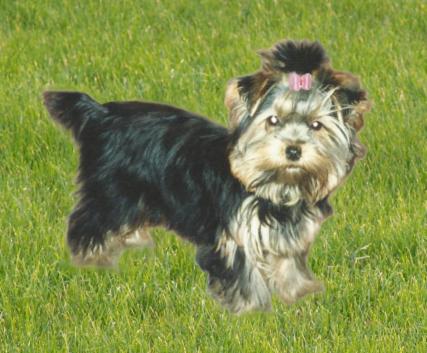 McKayla Misty Blue | Yorkshire Terrier 