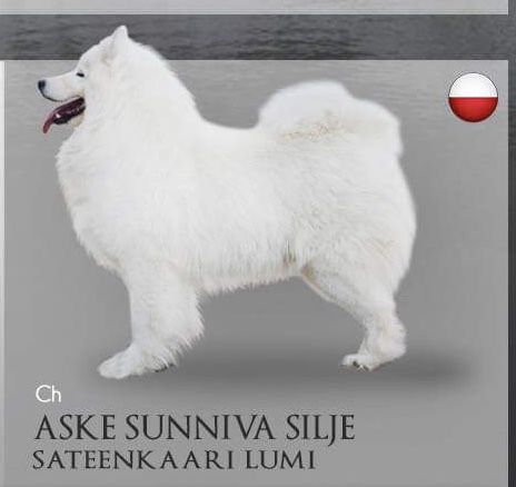 ASKE SUNNIVA SILJE Sateenkaari Lumi | Samoyed 