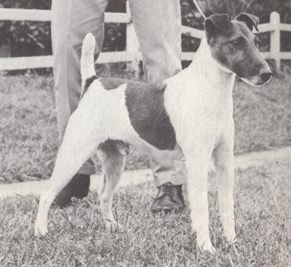 Bellechien New Addition | Smooth Fox Terrier 