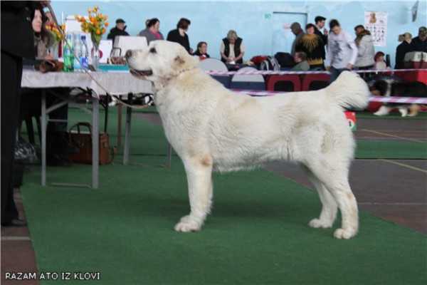 ????? ??? ?? ????? | Central Asian Shepherd Dog 