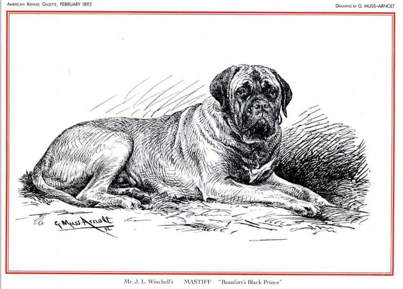 Beaufort's Black Prince | Mastiff 