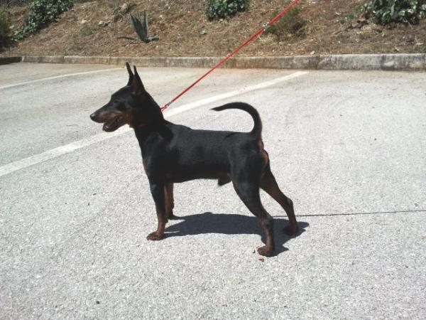 Mirzan del Piervez | Miniature Pinscher 