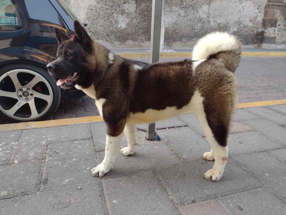 Kimba Akane (Nieto) | Akita 