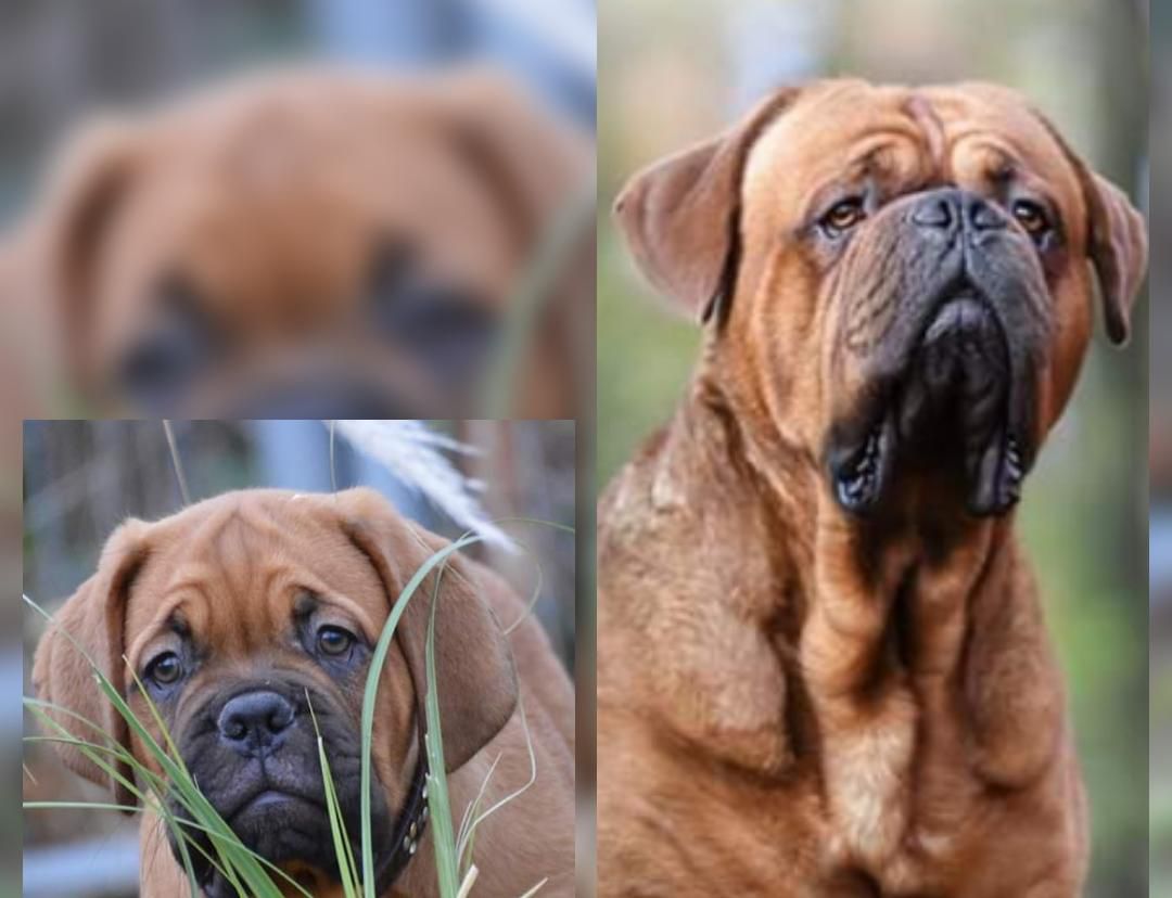 Noir Desir Night Dogue Force One | Dogue de Bordeaux 