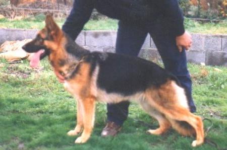 Anka Von Haus Selia | German Shepherd Dog 