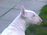 Reynolds rascal | Bull Terrier 