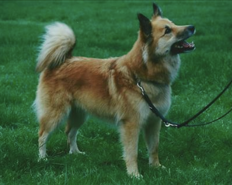 Fina frá Thytur Stadir | Icelandic Sheepdog 