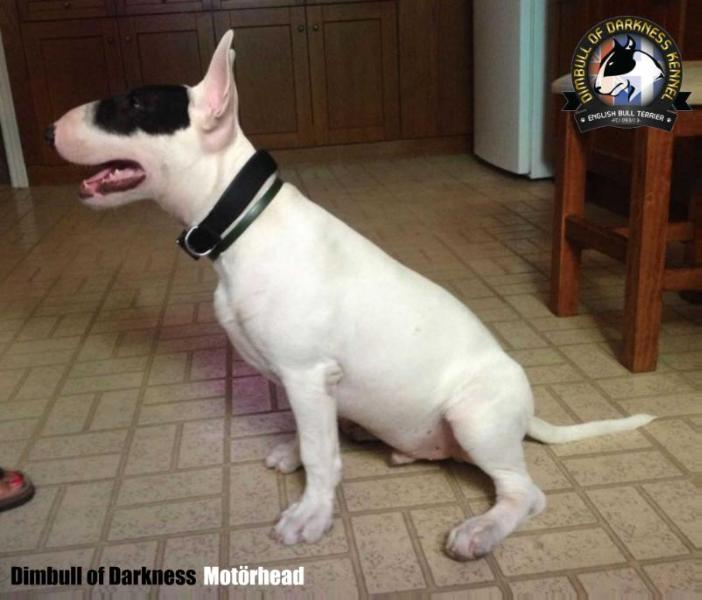 DIMBULL OF DARKNESS MOTORHEAD | Bull Terrier 